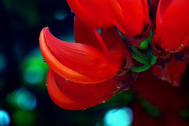 Jade vermelha - Mucuna bennettii - Flores e Folhagens