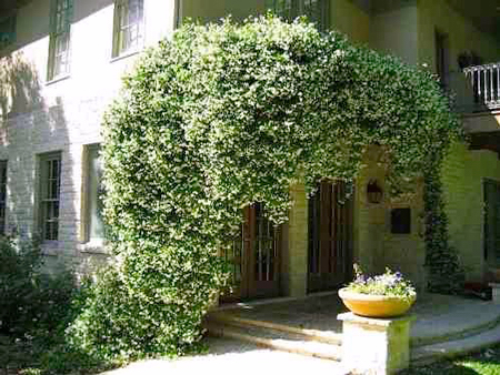 Jasmim de Madagascar - Stephanotis floribunda - Flores e Folhagens