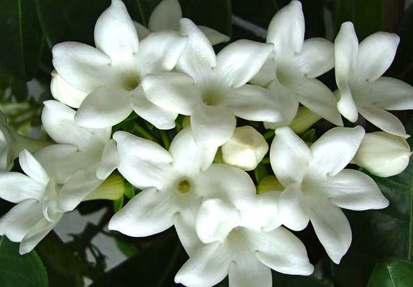 Jasmim de Madagascar - Stephanotis floribunda - Flores e Folhagens