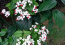 Lágrima de Cristo – Clerodendrum thomsonae