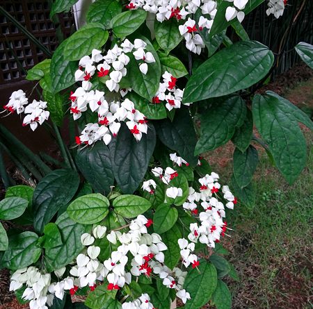 Lágrima de Cristo - Clerodendrum thomsonae - Flores e Folhagens