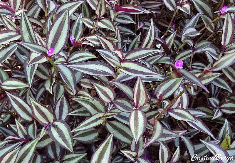 Lambari - Tradescantia zebrina