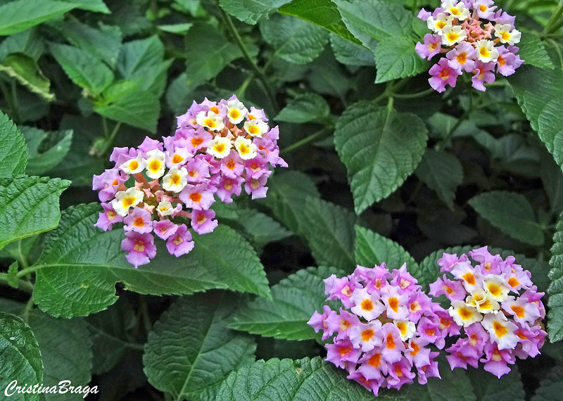 Lantana - Lantana camara