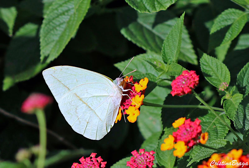 Lantana - Lantana camara