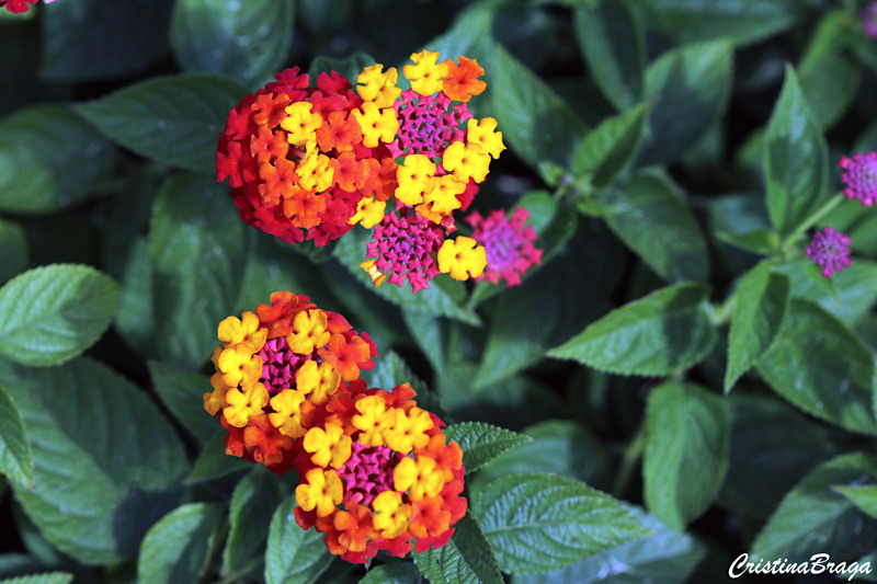 Lantana - Lantana camara - Flores e Folhagens