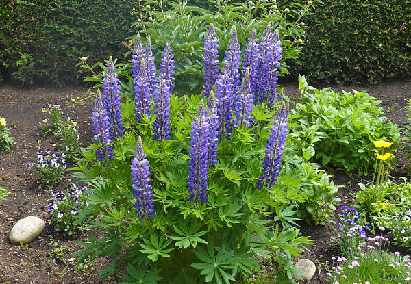 Lupinus