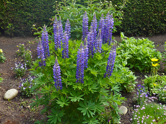 Lupinus - Lupinus perennis