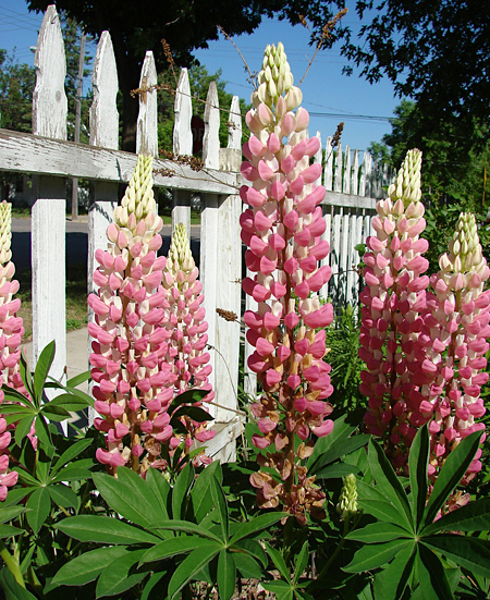 Lupinus - Lupinus perennis