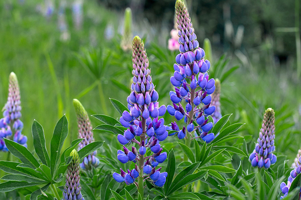 Lupinus - Lupinus perennis