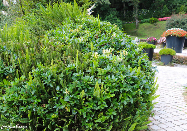 Madressilva - Lonicera japonica