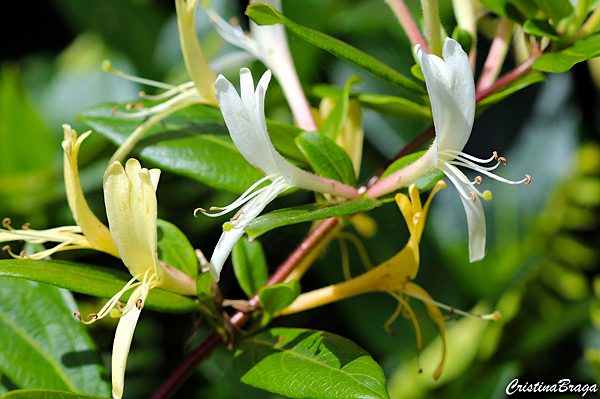 Madressilva - Lonicera japonica