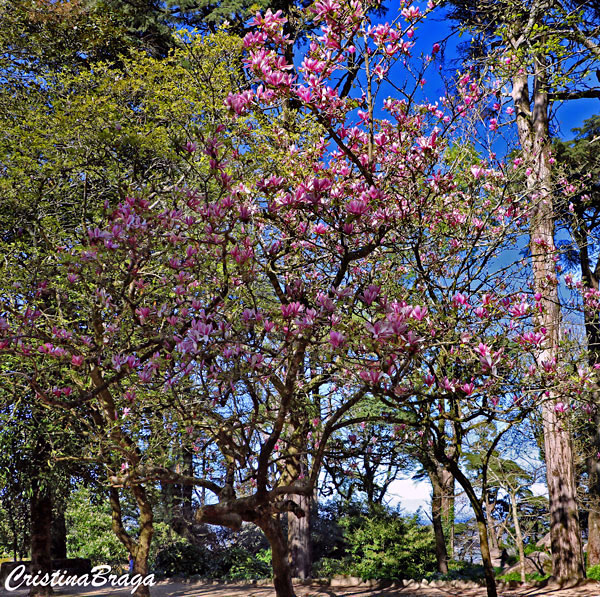 Magnólia - Magnolia liliiflora