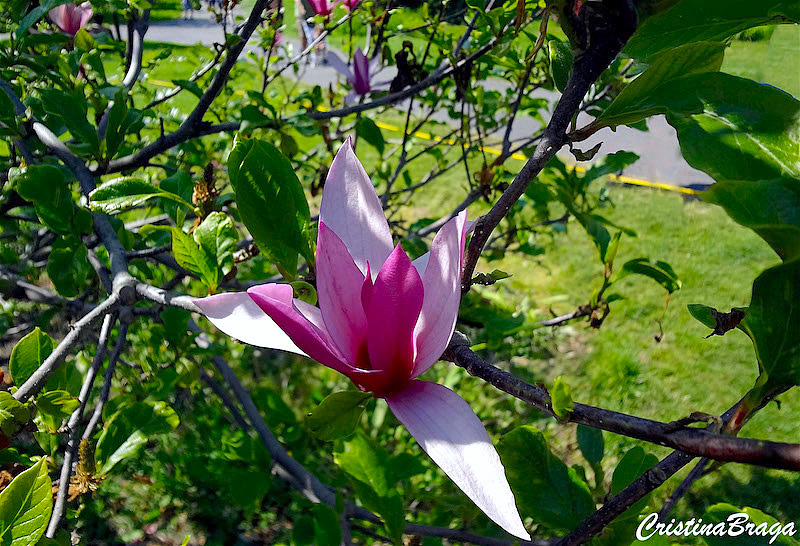 Magnólia - Magnolia liliiflora