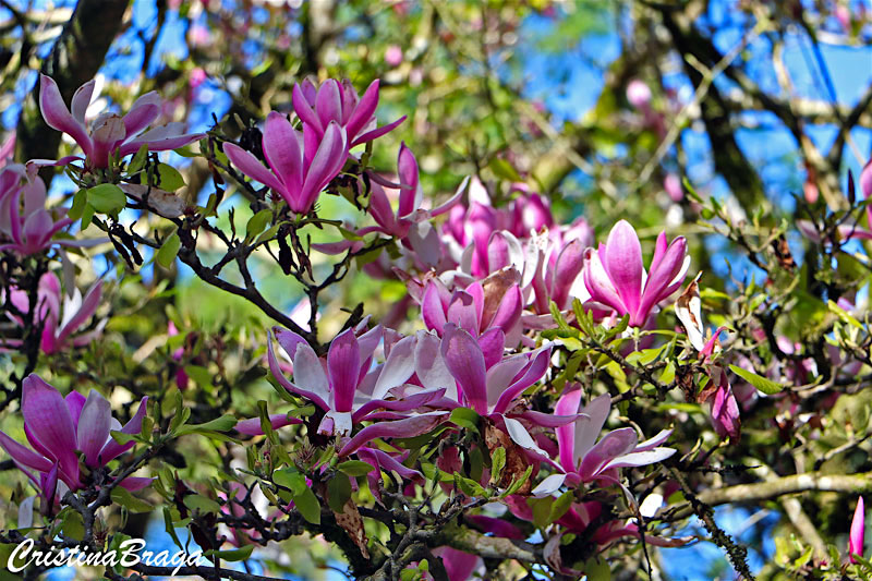 Magnólia - Magnolia liliiflora