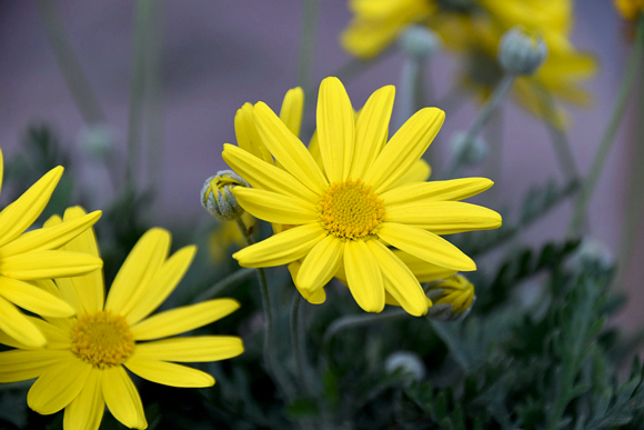 Margarida de Paris - Argyranthemum frutescens