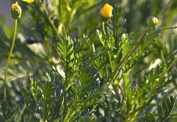 Margarida de Paris - Argyranthemum frutescens