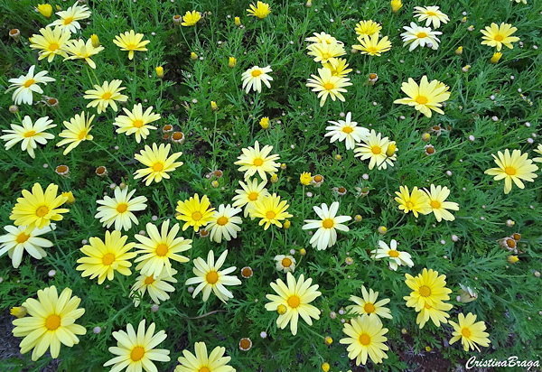 Margarida de Paris - Argyranthemum frutescens