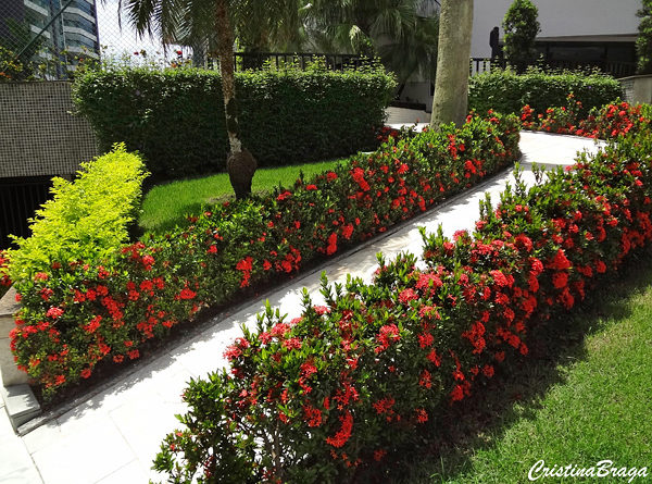 Mini Ixora - Ixora coccinea compacta - Flores e Folhagens