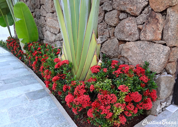 Mini Ixora - Ixora coccinea compacta