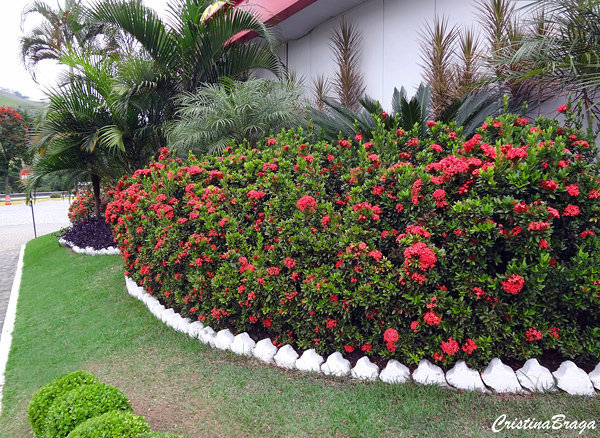 Mini Ixora - Ixora coccinea compacta