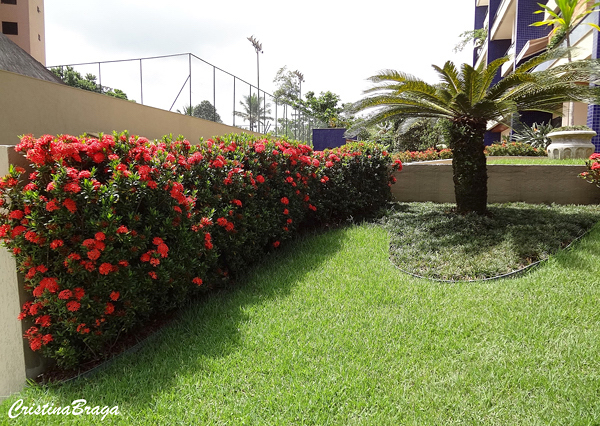 Mini Ixora - Ixora coccinea compacta - Flores e Folhagens