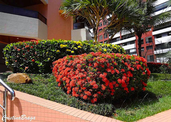 Mini Ixora - Ixora coccinea compacta - Flores e Folhagens