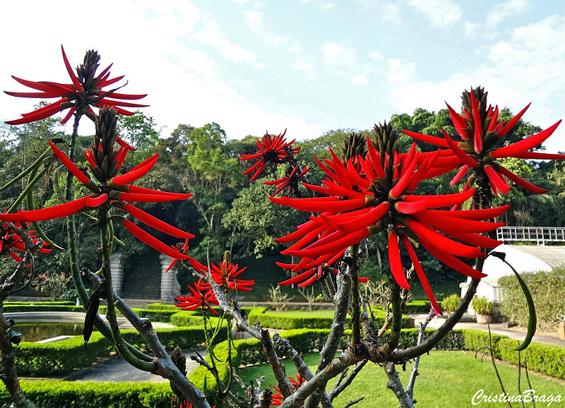 Mulungu do Litoral - Erythrina speciosa