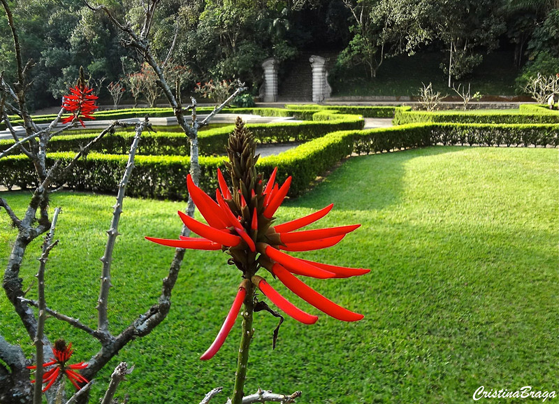 Mulungu do Litoral - Erythrina speciosa