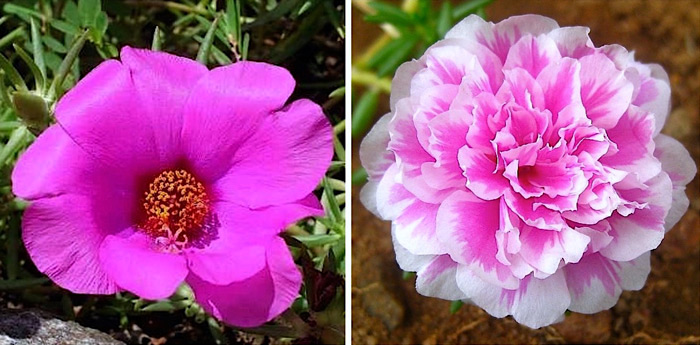 Onze horas - Portulaca grandiflora - Flores e Folhagens