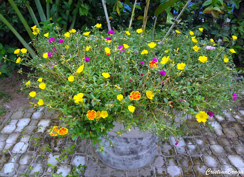 Onze horas - Portulaca grandiflora