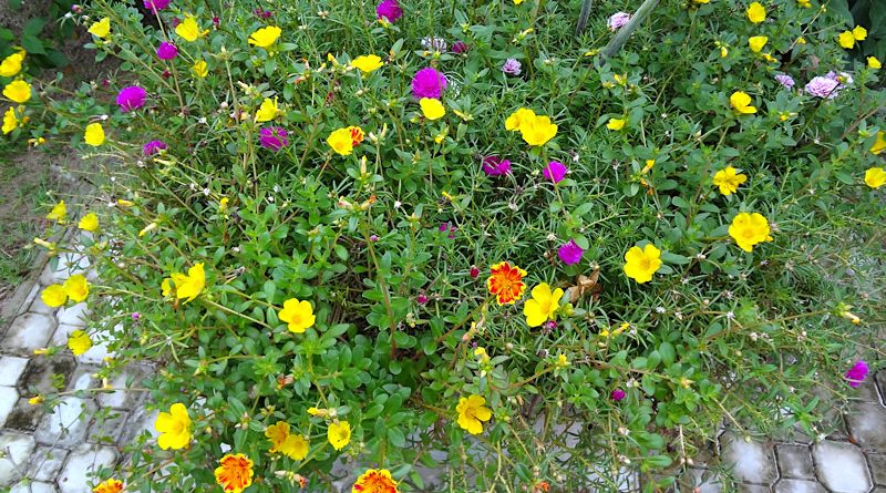 Onze horas - Portulaca grandiflora - Flores e Folhagens