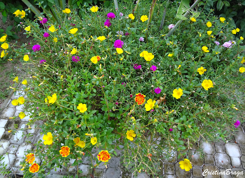 Onze horas - Portulaca grandiflora