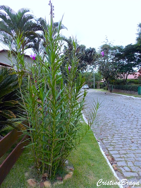 Orquídea bambu - Arundina graminifolia