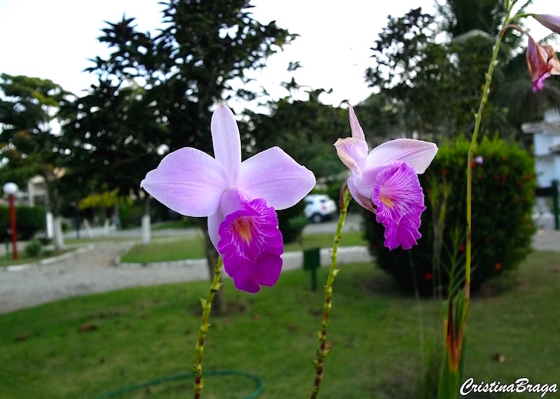 Orquídea bambu - Arundina graminifolia - Flores e Folhagens