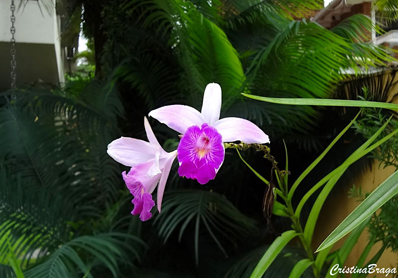 Orquídea bambu - Arundina graminifolia