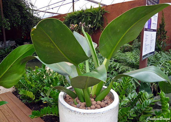 Pacová - Philodendron martianum