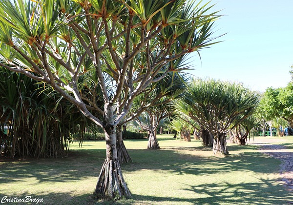 Pândano - Pandanus utilis