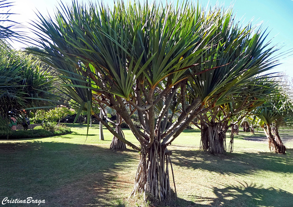 Pândano - Pandanus utilis