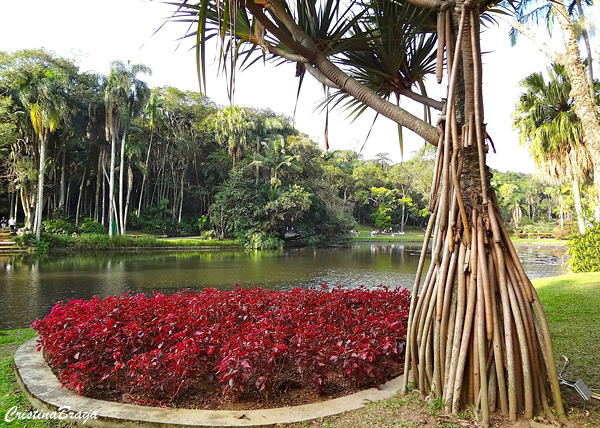 Pândano - Pandanus utilis