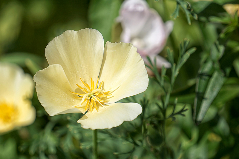 Papoula da califórnia - Eschscholzia californica