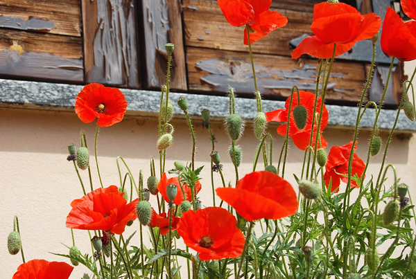 Papoula oriental - Papaver orientale