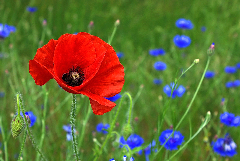 Papoula oriental - Papaver orientale