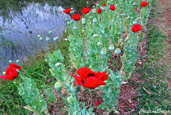 Papoula oriental - Papaver orientale