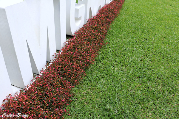 Periquito - Alternanthera ficoidea