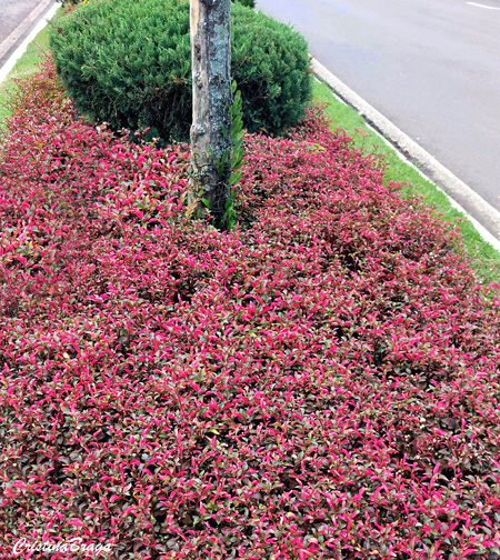 Periquito - Alternanthera ficoidea