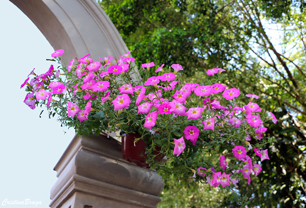 Petunia