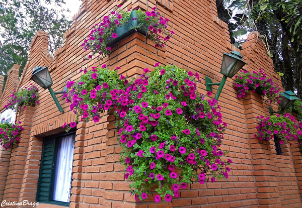 Petunia