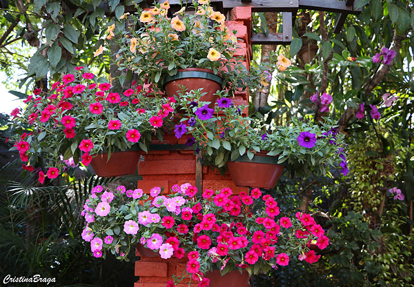 Petunia