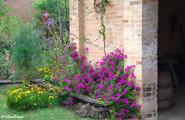 Petúnia perene - Petunia integrifolia