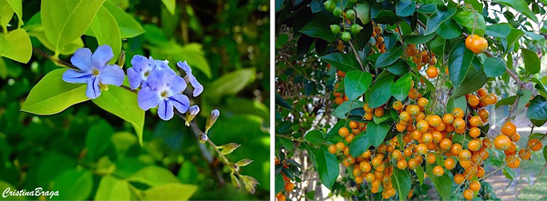 Pingo de ouro - Duranta 'Gold Mound'